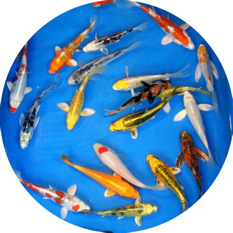 koi fish price|Koi Price List > Hanover Koi Farms.